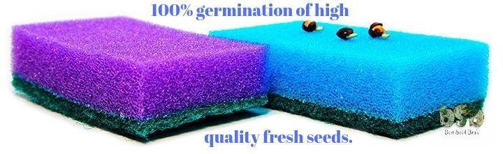 100% germination of high-quality fresh seeds.