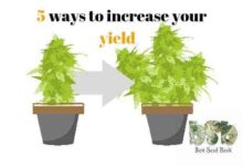 5 ways to increase the yield of any marijuana variety
