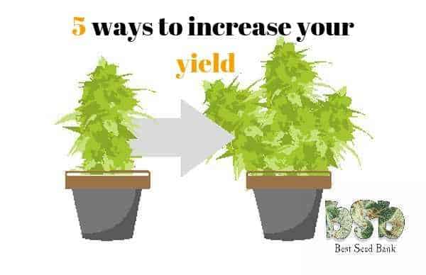 5 ways to increase the yield of any marijuana variety