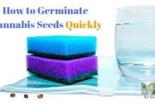How-to-Germinate-Cannabis-Seeds-Quickly