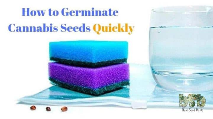 How-to-Germinate-Cannabis-Seeds-Quickly