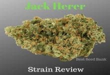 Jack Herer strain review