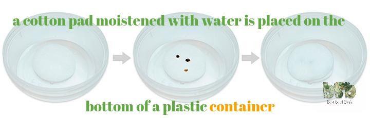 a cotton pad moistened with water is placed on the bottom of a plastic container