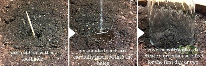 germinate marijuana seeds make a hole with a toothpick