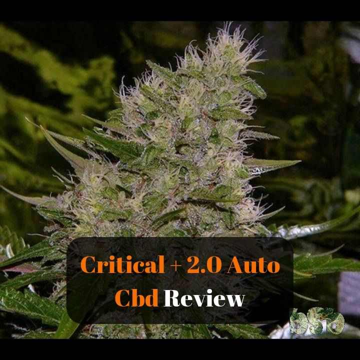 Critical + Auto CBD By Dinafem Strain Review