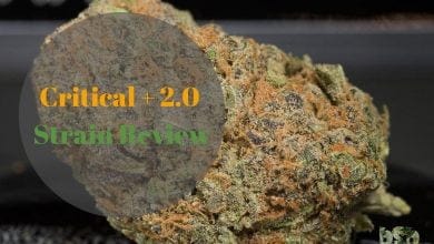 Critical + 2.0 By Dinafem Strain Review