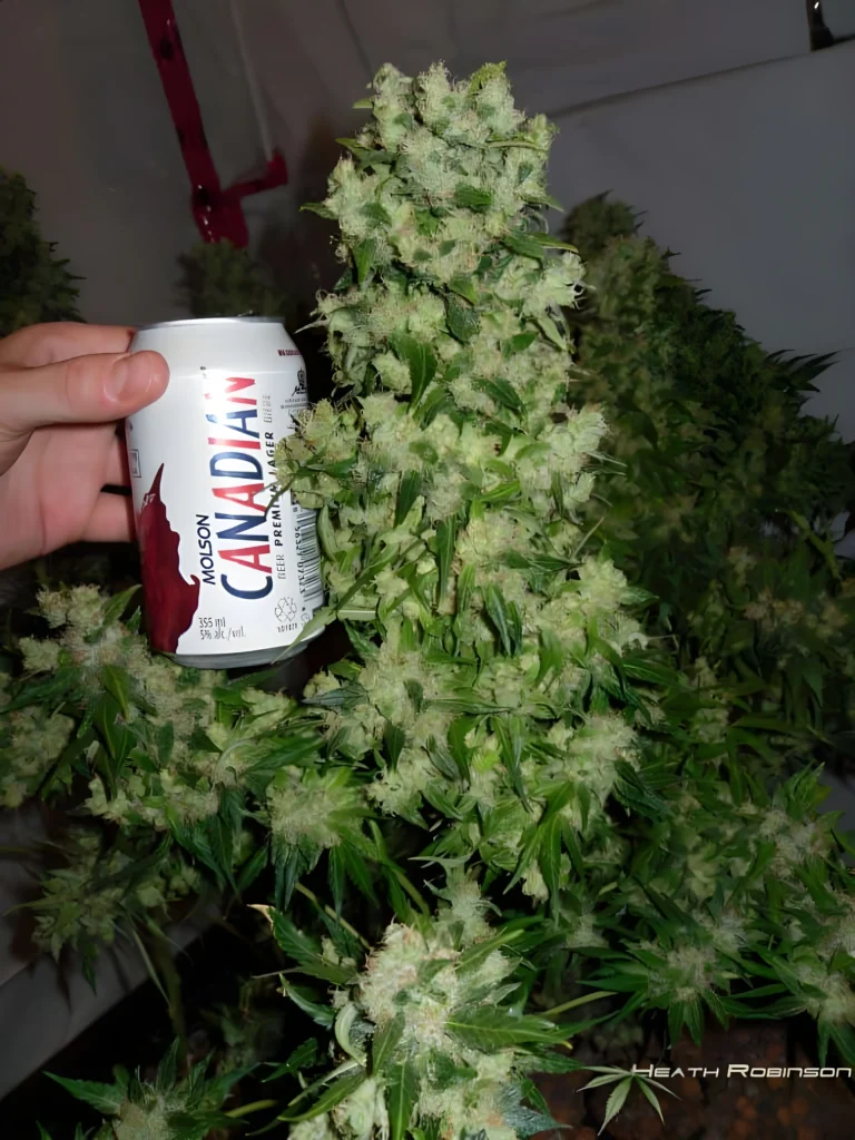 Hand holding a beer can next to a large cannabis bud.