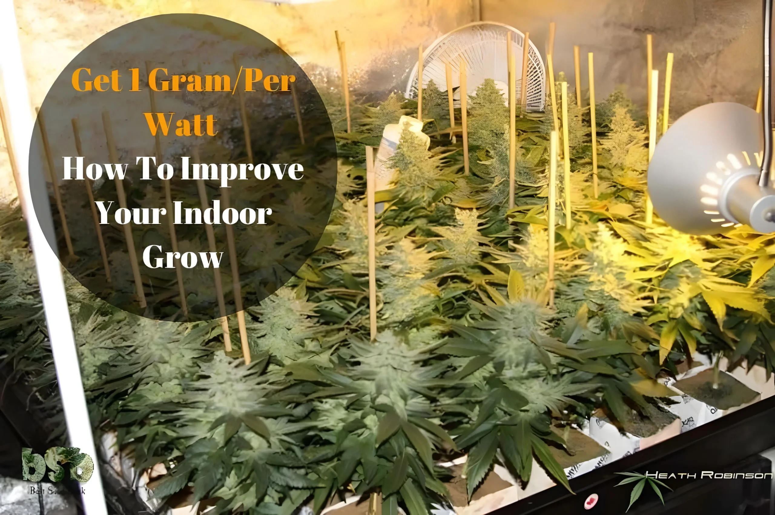  Indoor cannabis grow room with a fan, lighting, and text overlay about yield.