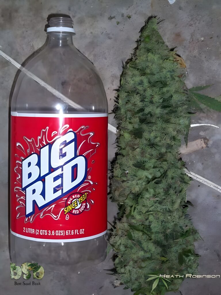  Soda bottle next to a large cannabis bud for scale.