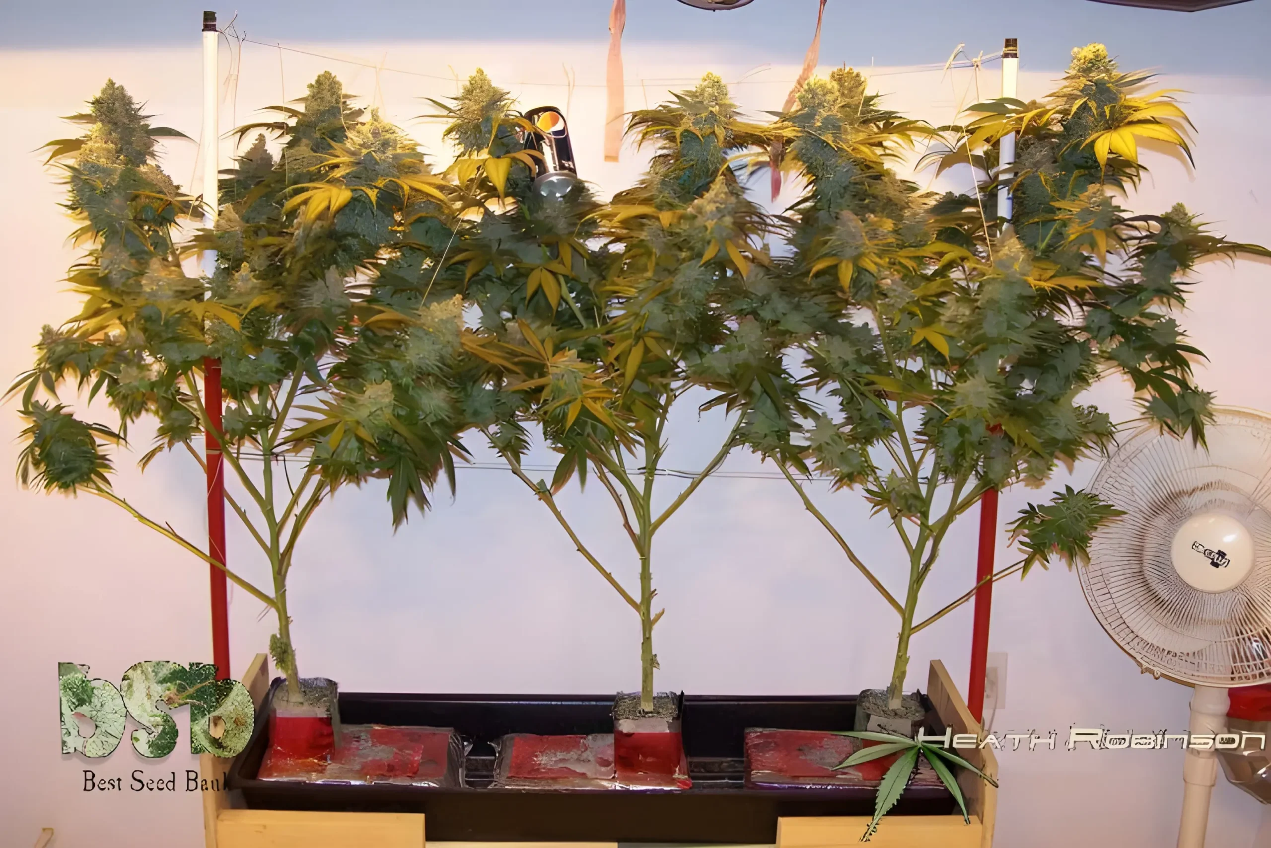 Hydroponic cannabis plants with large colas in an indoor setup.