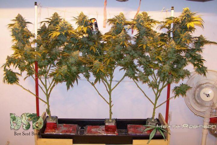 Pruning The Bottom Of Your Cannabis Plant for one gram per watt