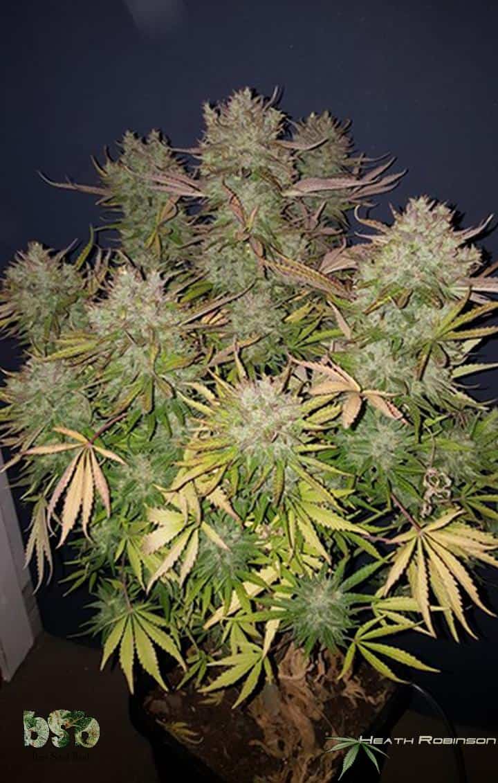 Proven High Yield Strains