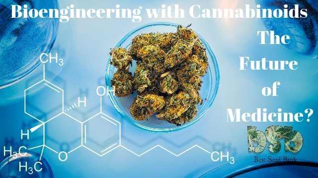 Bioengineering with Cannabinoids – The Future of Medicine