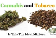 Cannabis and Tobacco - Is This The Ideal Mixture