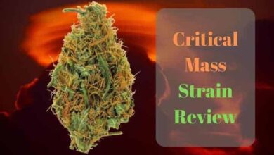 Critical Mass Strain Review