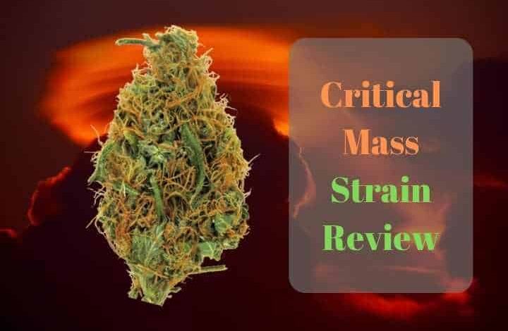 Critical Mass Strain Review