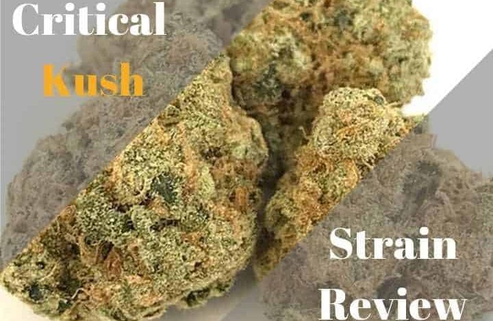 critical kush strain review