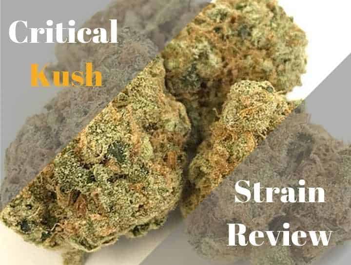 critical kush strain review