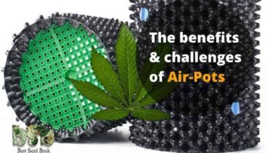 The benefits & challenges of Air-Pots
