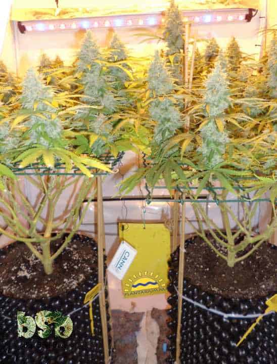 cannabis plants grown in airpots