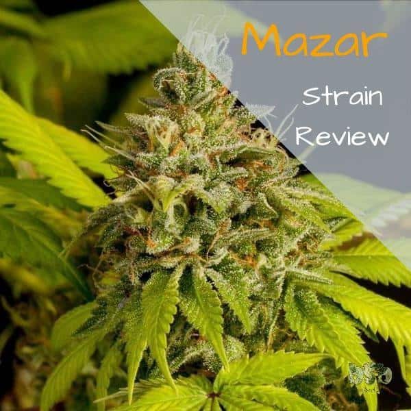 Mazar Strain Review