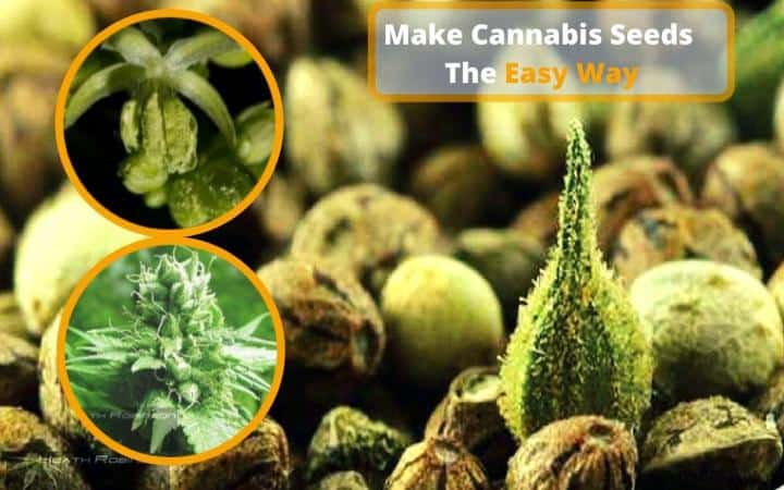 Make Cannabis Seeds The Easy Way