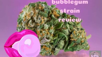 bubblegum strain review