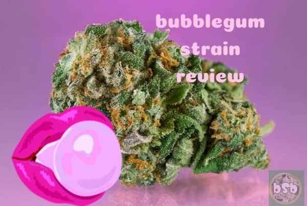 outdoor bubble gum strain