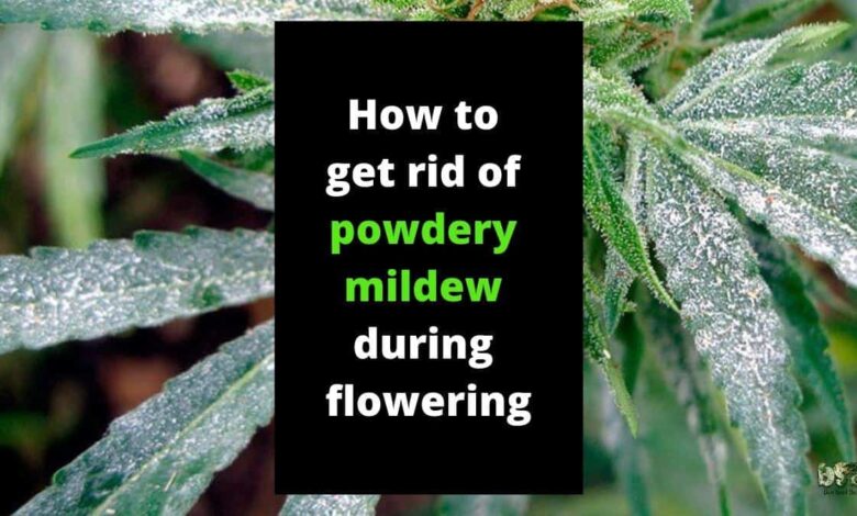 how to get rid of powdery mildew during floweringing