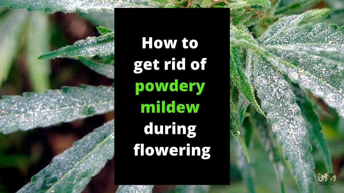 How To Get Rid Of Powdery Mildew During Flowering