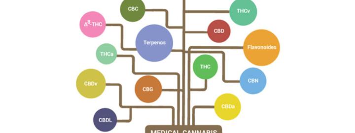 interaction of cannabinoids, terpenes and flavonoids
