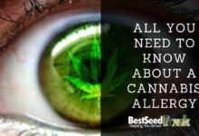 All you need to know about a cannabis allergy