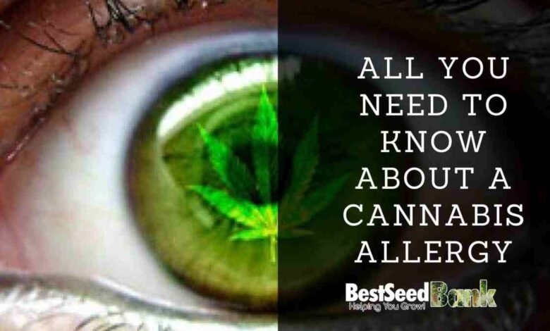 All you need to know about a cannabis allergy