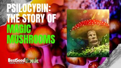 Psilocybin: The story of magic mushrooms