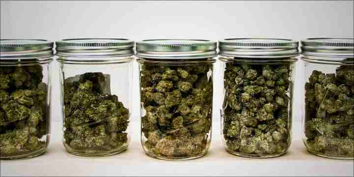 Curing The Buds in glass jars