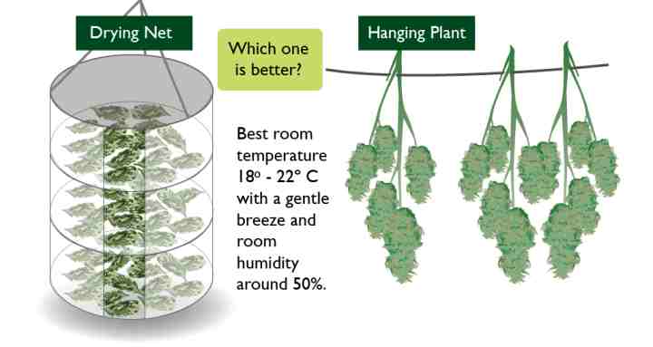 drying cannabis autoflowering buds