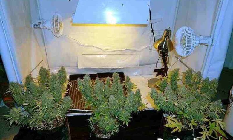 Each plant produced 56 g of buds