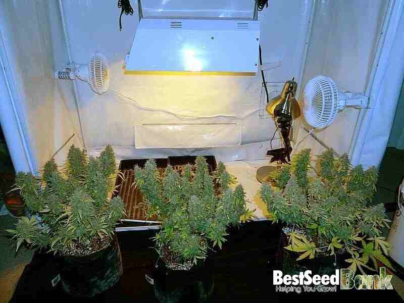 Each plant produced 56 g of buds