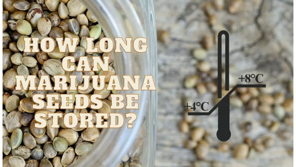 How-long-can-marijuana-seeds-be-stored