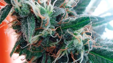 White Widow The Story of a Classic Strain