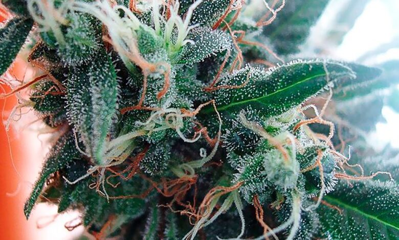 White Widow The Story of a Classic Strain