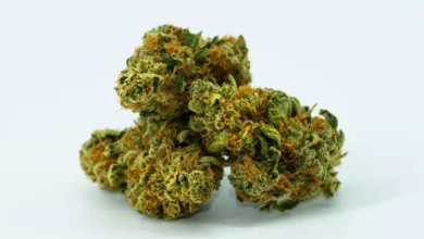 5 legendary cannabis strains with high THC levels
