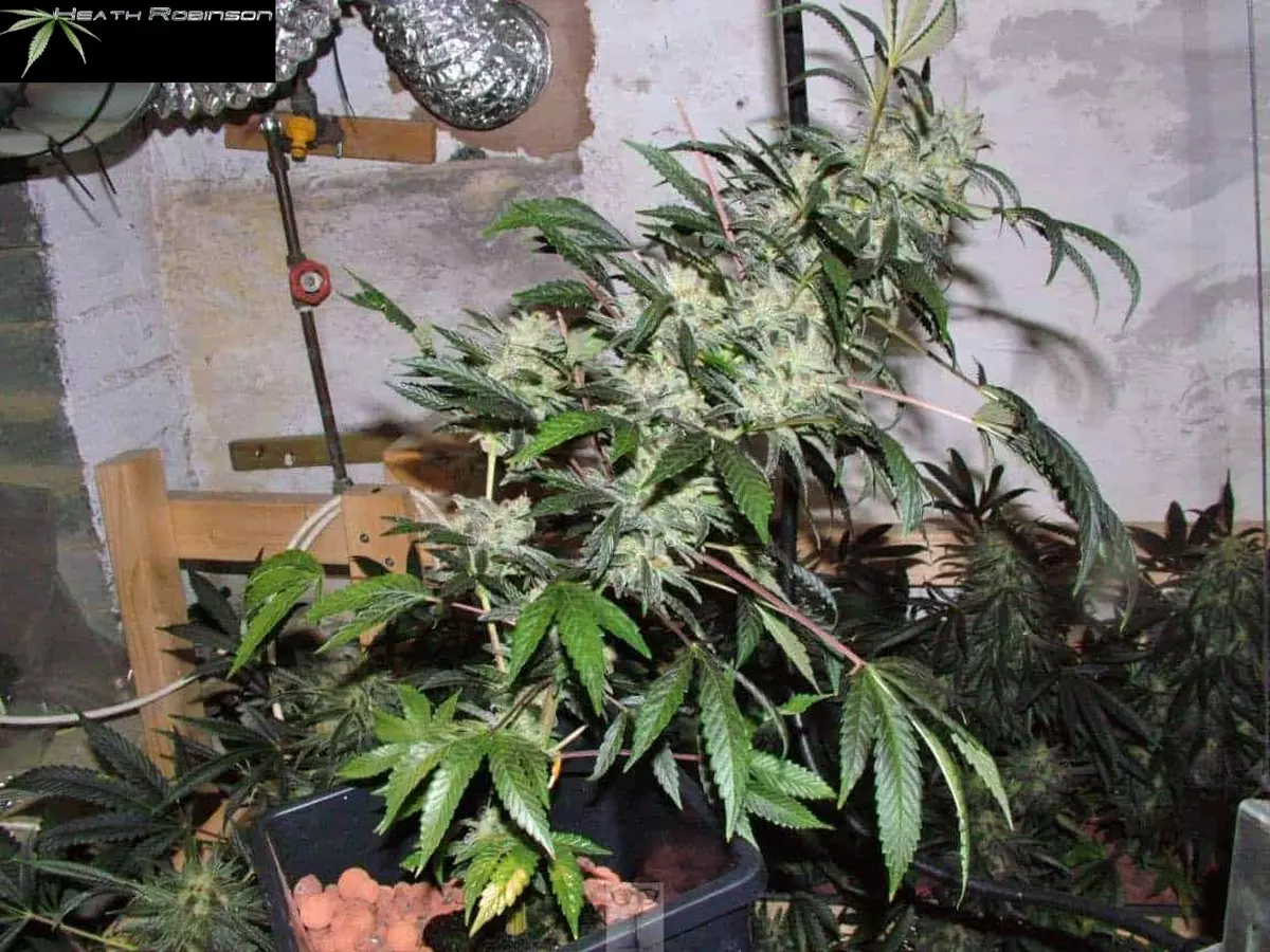 vertical grow system to show how the plant bends outward and upwards