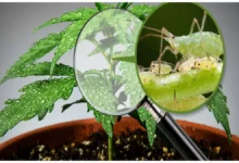Removing aphid pests on cannabis