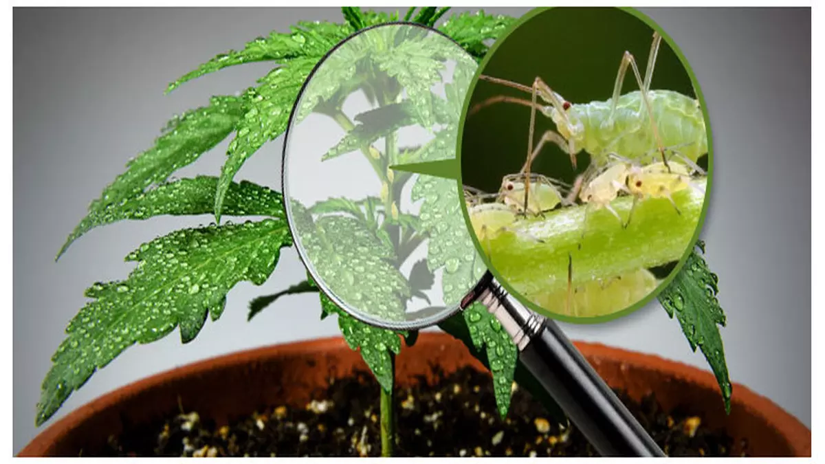 Removing aphid pests on Marijuana