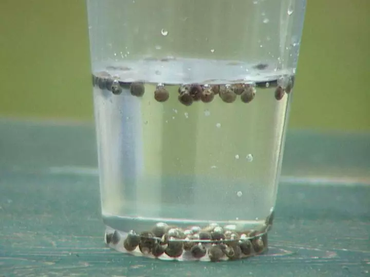 seeds in water the overnight method