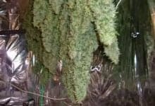 Heath Robinson Aeroflo 56 cannabis grow