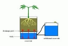 passive hydroponics