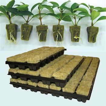 Learn how to use Rockwool cubes in hydroponics