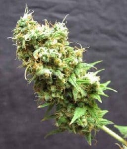Afghanica Review